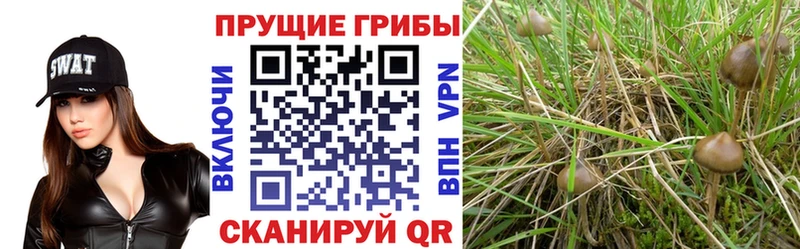 где купить KRAKEN вход Галлюциногенные грибы ЛСД Духовщина